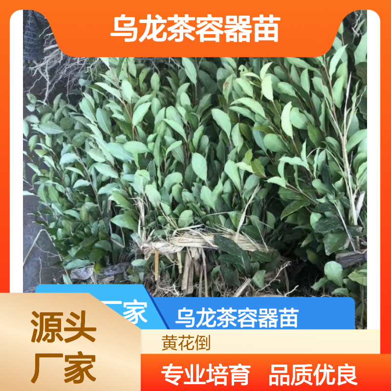 乌龙茶容器苗 产地批发 专业合作社培育 品质优良