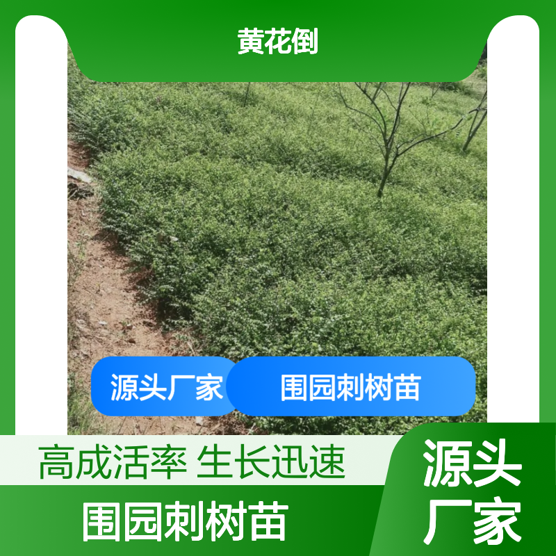 围园刺树苗 园林绿篱优选 生长迅速 高成活率 防护性强