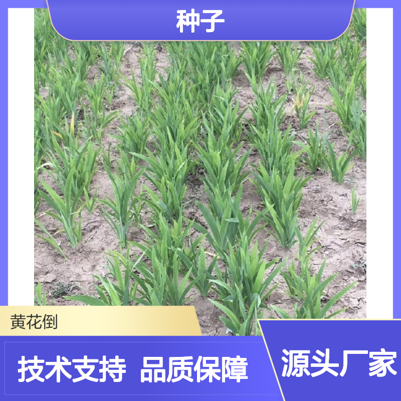 当年新采扁竹种子 基地供货技术扶持 成活率高