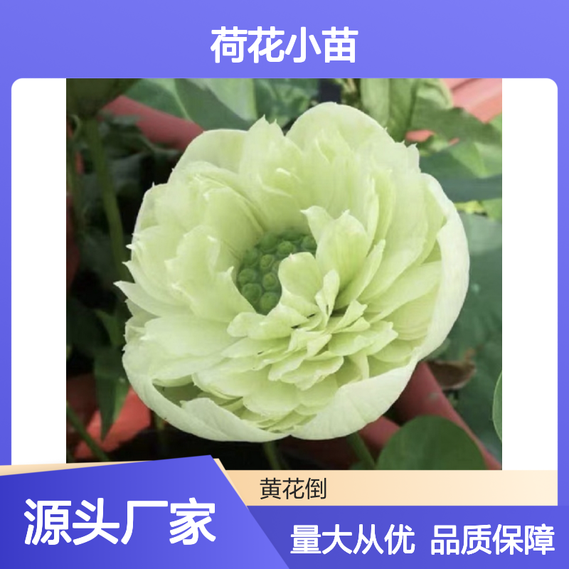荷花小苗种植区 优质荷花小苗批发供应 色彩艳丽