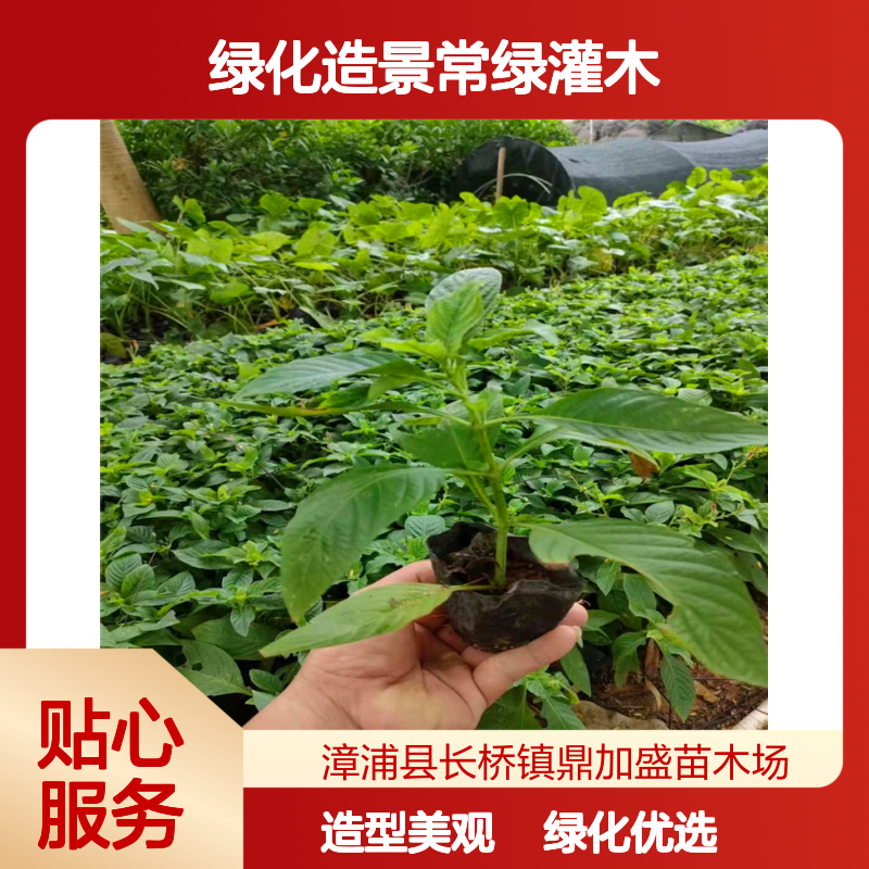 鼎加盛大杯艳芦莉苗 35cm高龙枝型 露地栽培 漳 州产绿化造景常绿灌木