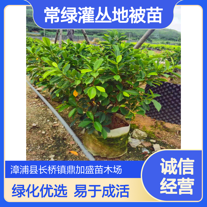 鼎加盛黄金榕苗 12/14/16杯常绿灌丛地被苗 漳 州产35cm高绿化优选