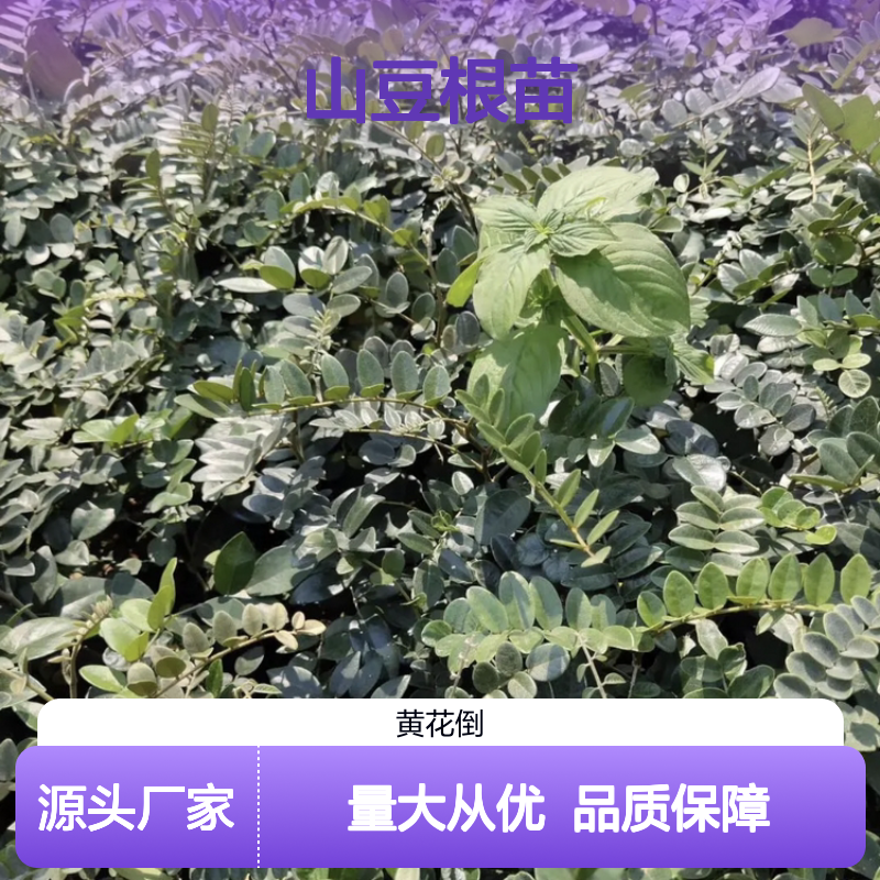 山豆根苗 中药材种植 批发供应 分布广泛 品质优良