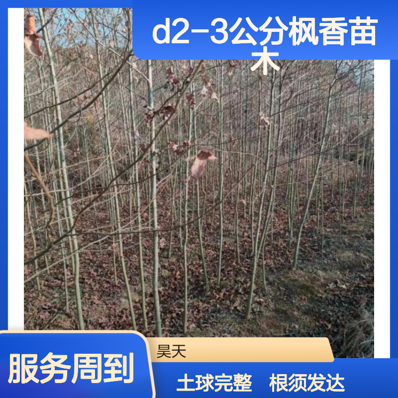 秋叶风景树 D2-3公分枫香苗木 黑土田苗 土球完整根须发达