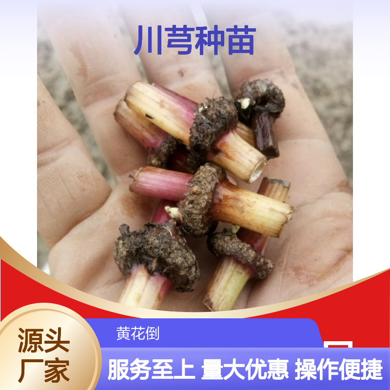 川芎种苗 基地直供 技术成熟 药材种植 实力雄厚