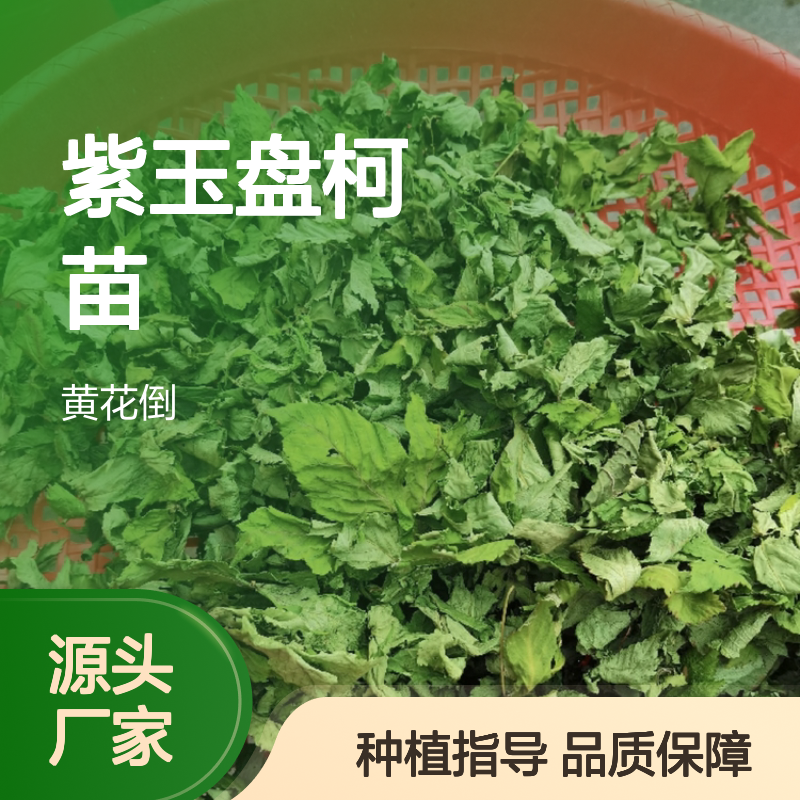 紫玉盘柯苗 园林种植优选 生长迅速 适应性强 管理简单