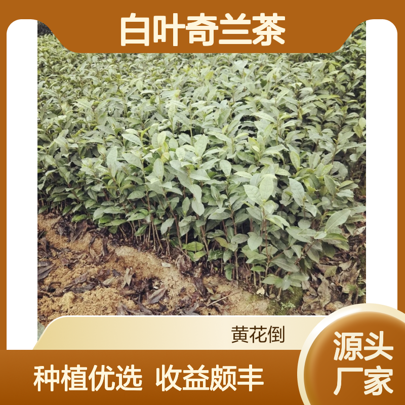 产地一手货源白叶奇兰茶小杯苗 种植收益好荒山农田均可种植