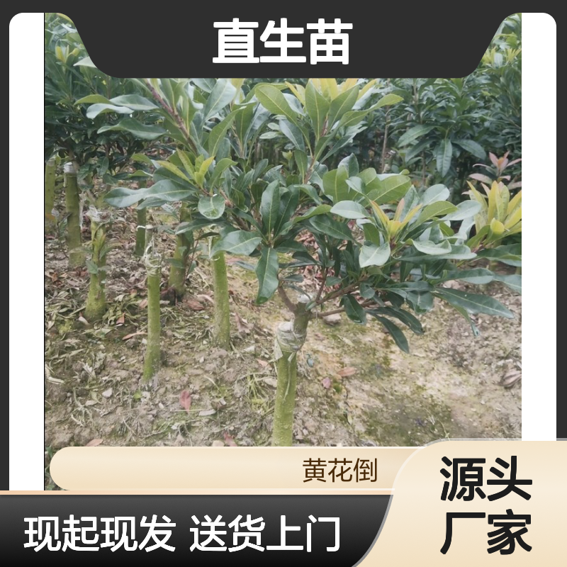 现起现发东魁杨梅直生苗 送货上门包邮 欢迎来电洽谈经验分享