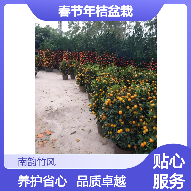 南韵竹风 桂桔 四季桔 春节年桔盆栽基地销售 上门安装包售后服务