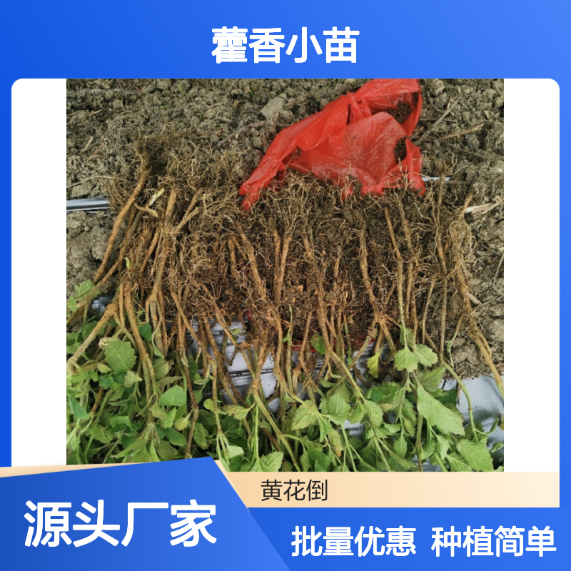 批发藿香小苗 多年生草本植物 广泛分布 耐寒耐旱