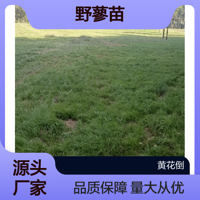 野蓼种植主产区 供应园林野蓼苗 生长迅速 耐寒耐旱