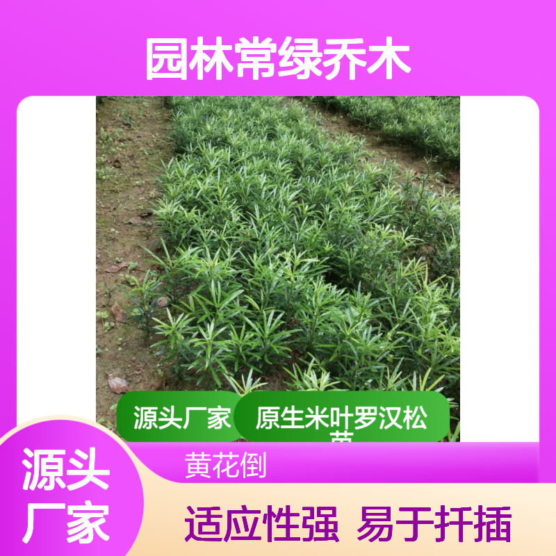 原生米叶罗汉松苗 园林常绿乔木 易于扦插 适应性强