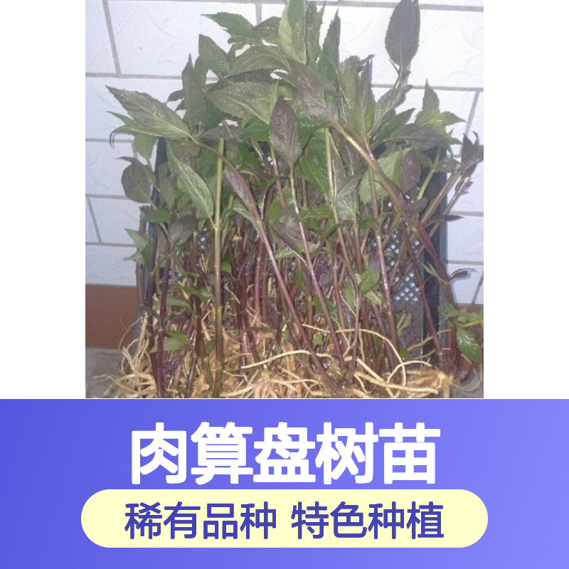 肉算盘树苗 蜘蛛果特色种植 产量可观 市场前景