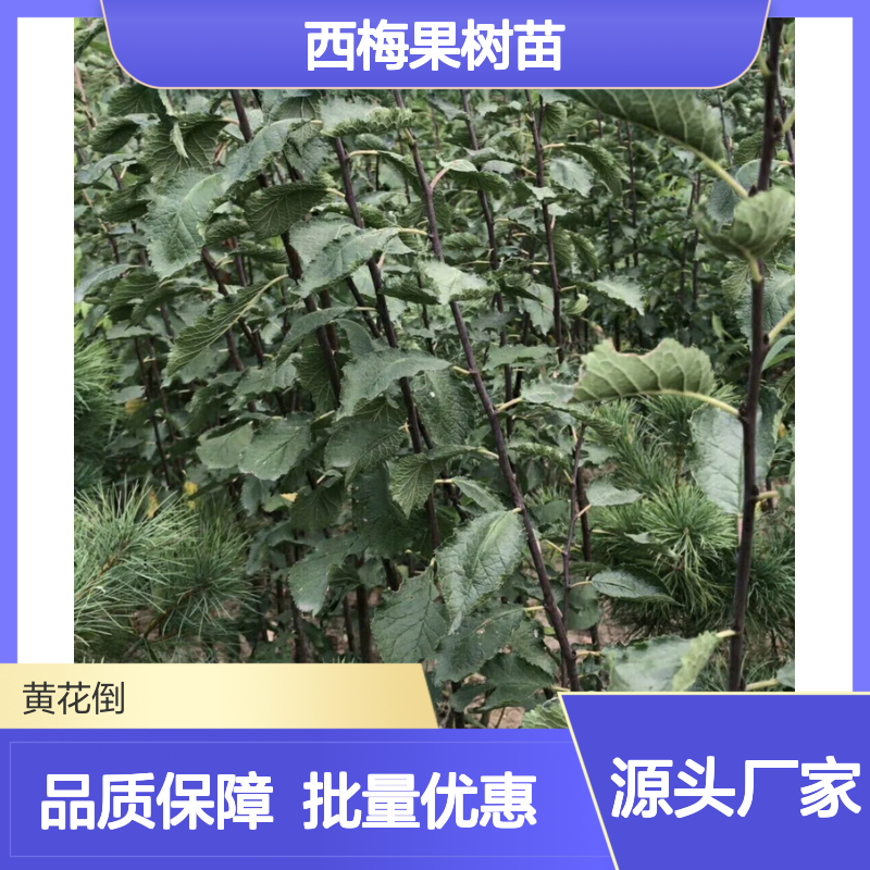 西梅果树苗 百亩种植园直供 生长旺盛 丰产稳产