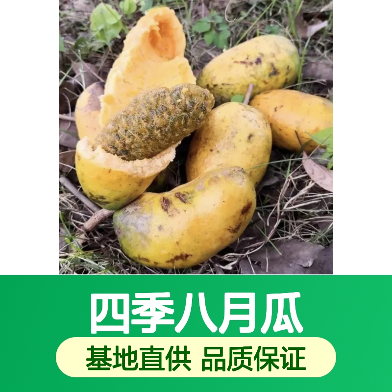四季八月瓜 百亩基地直供 批发零售 观赏性强 食用价值