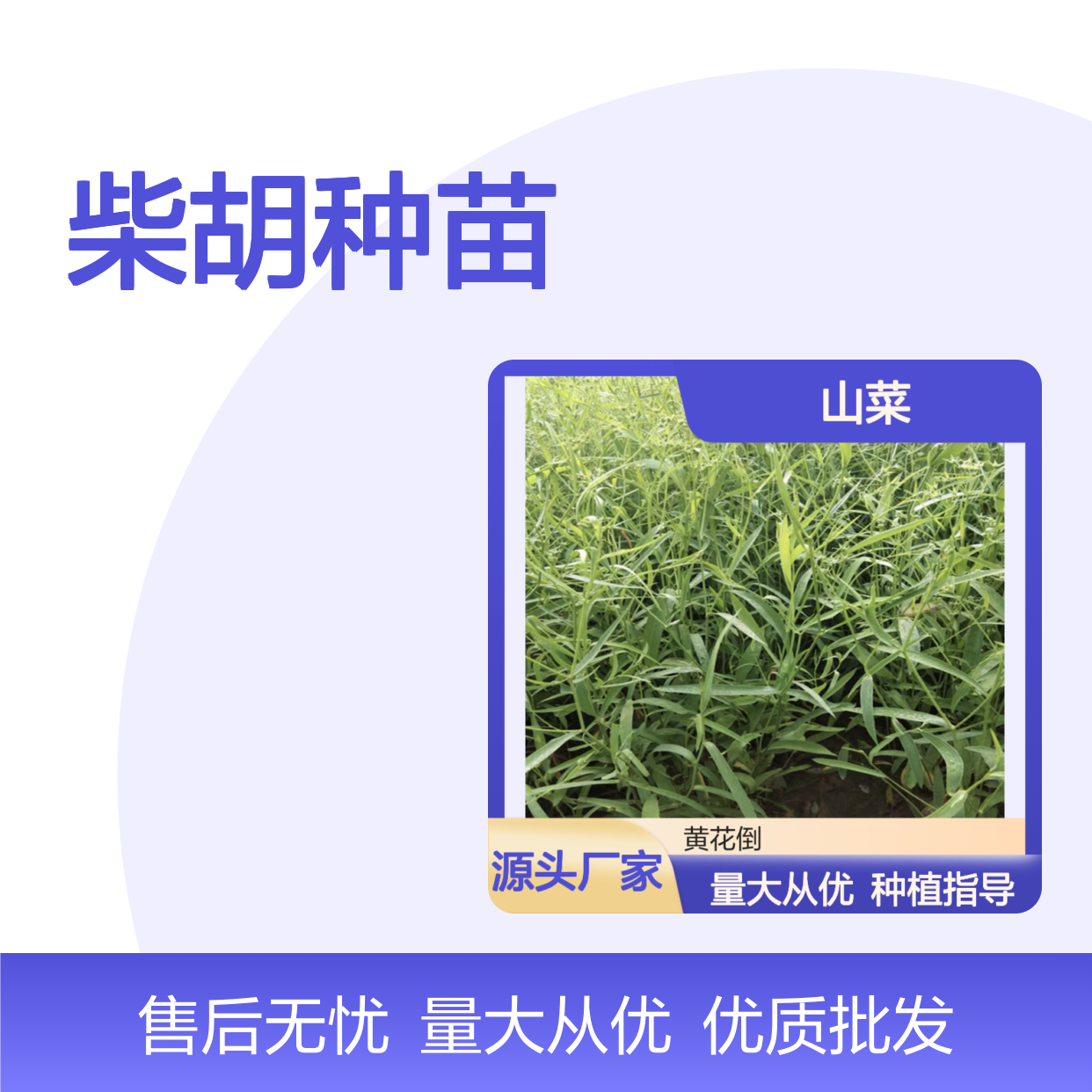 百亩山菜基地 柴胡种苗 优质批发 技术指导 售后无忧