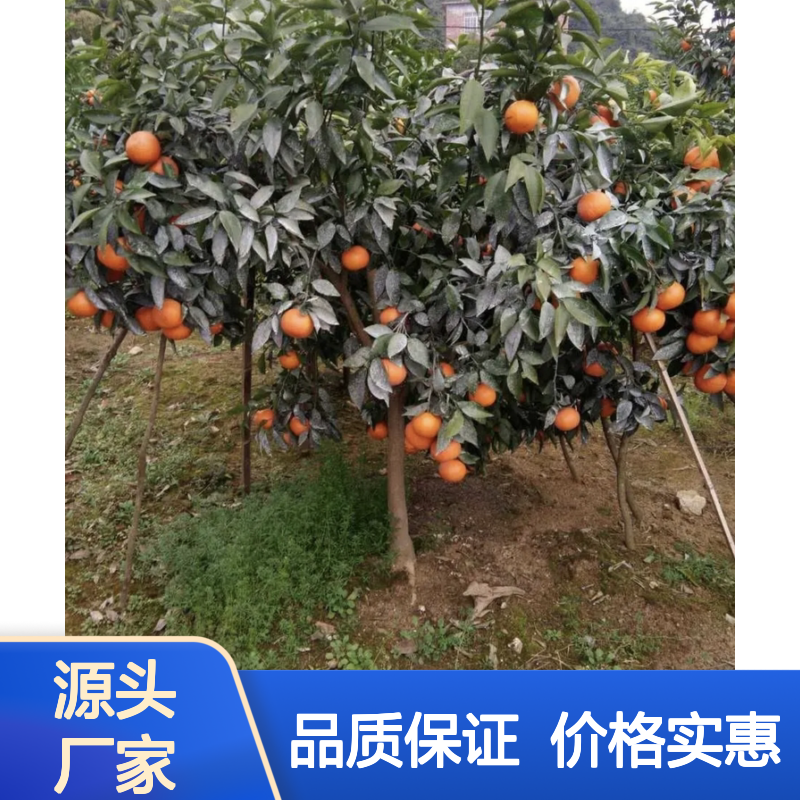 无核沃柑袋苗 挂果强采收长 甜柔爽口 营养丰富