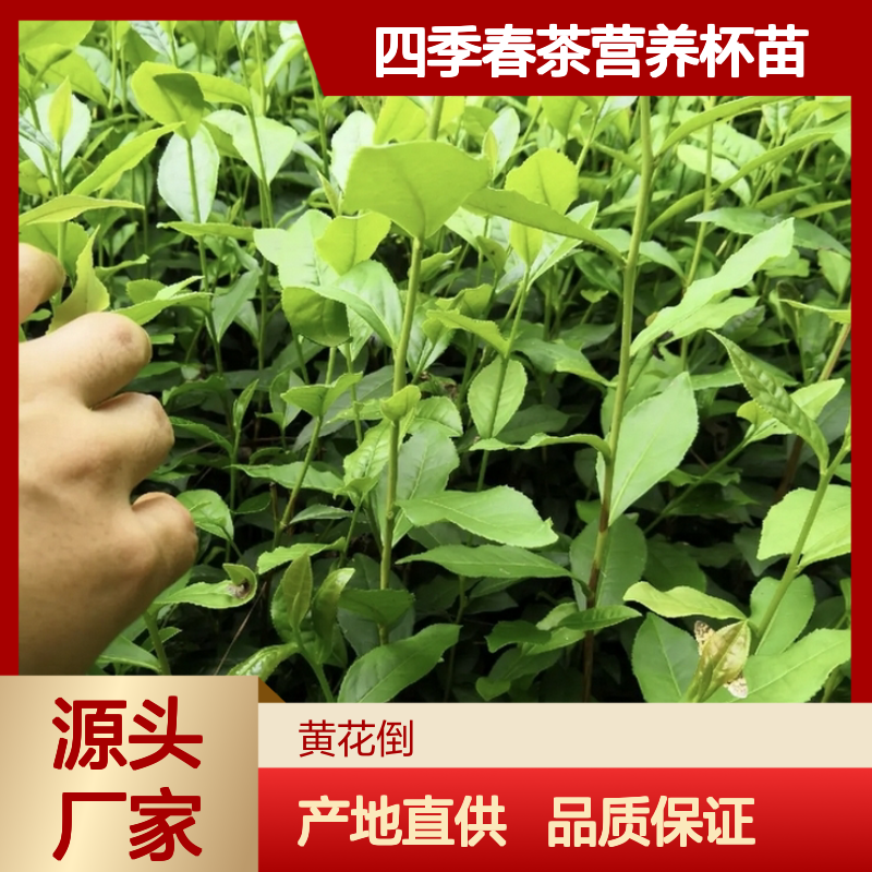 产地直供四季春茶营养杯苗 购买数量达到要求全国专线车直达送货