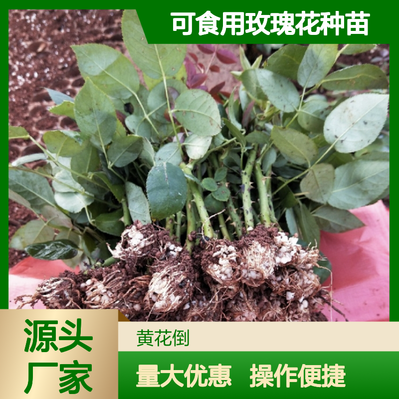 可食用玫瑰百亩主产区种苗 四季开花 绿化美化
