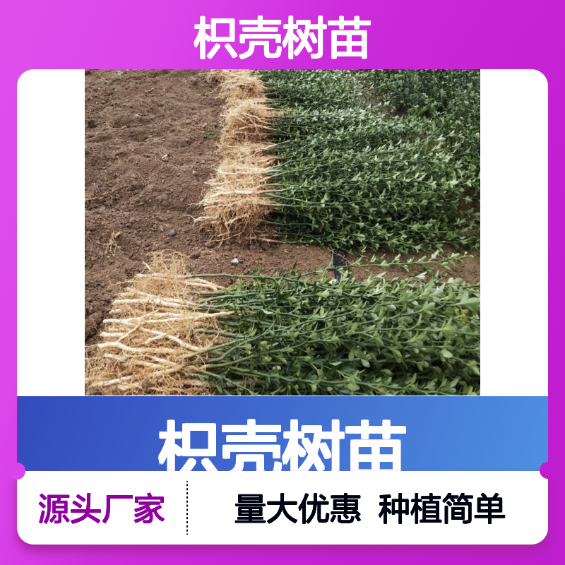 枳壳树苗 基地直供 修剪整枝 种植简单 成活率高