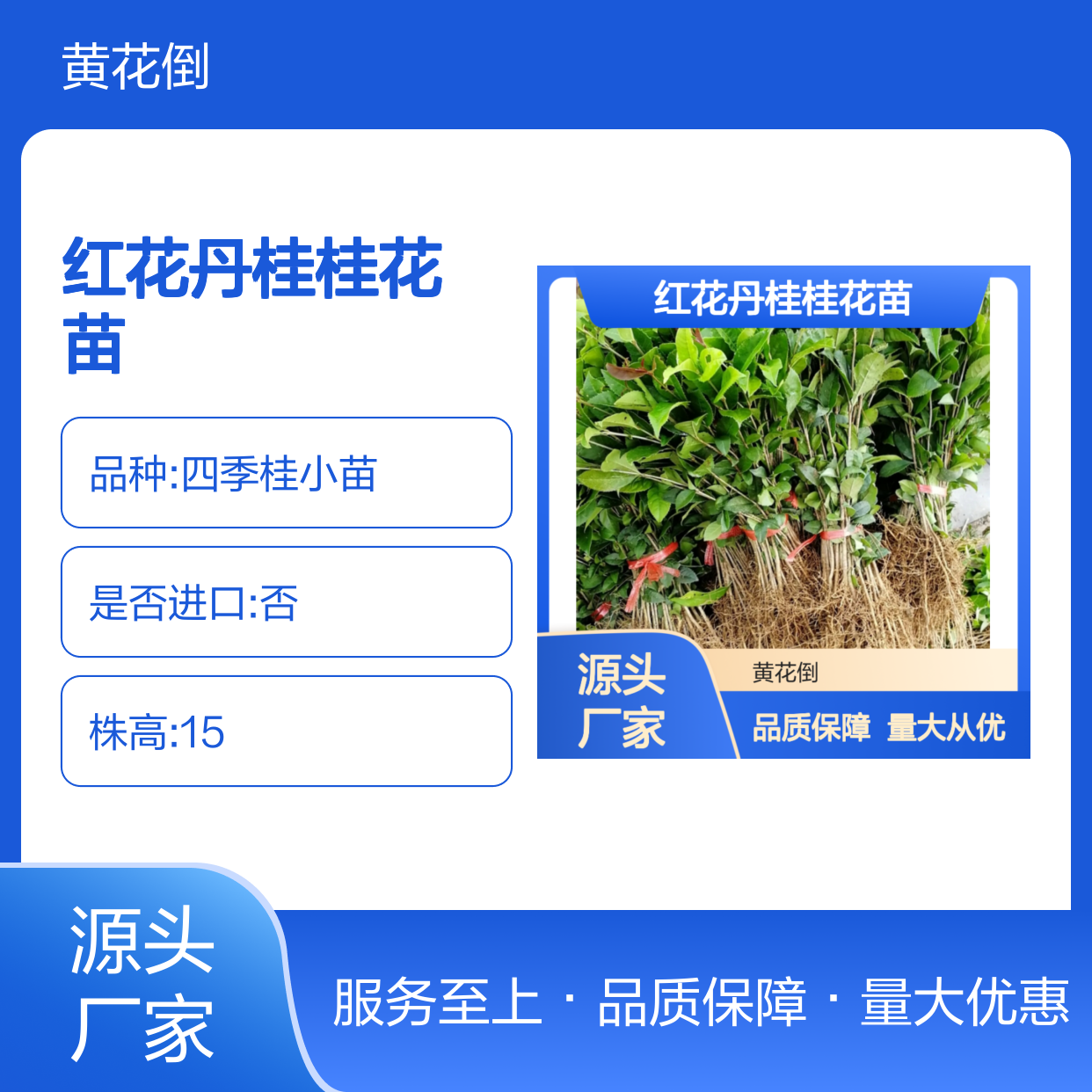红花丹桂桂花苗 百亩基地直供 四季常绿 观赏价值