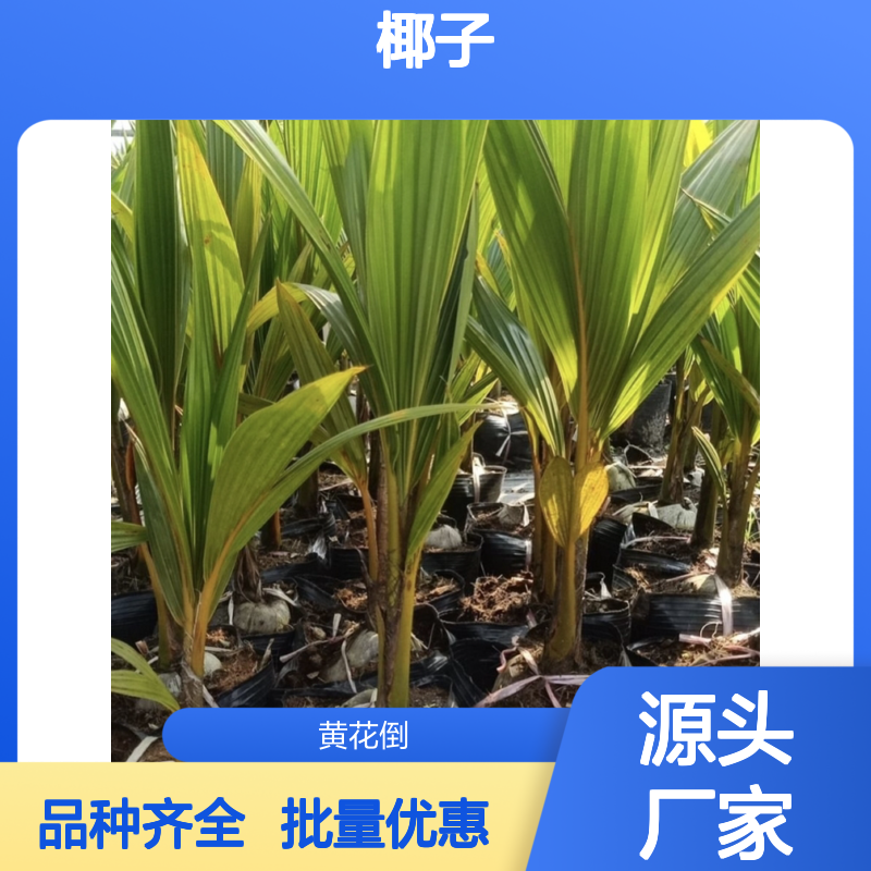 批发金椰子树苗 热带木本油料作物 品质优良 经济寿命长