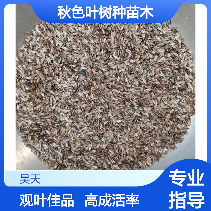 昊天园林枫香种子 观叶佳品 露地栽培 90%成活率秋色叶树种苗木