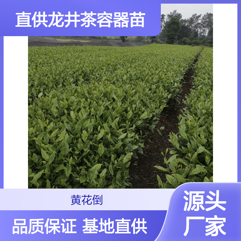 基地直供龙井茶容器苗 基地直发包教种植管理技术品质纯正可票