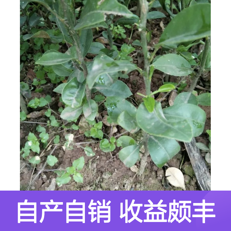 自产自销红桔芽苗 种植收益好 荒山农田均可种植
