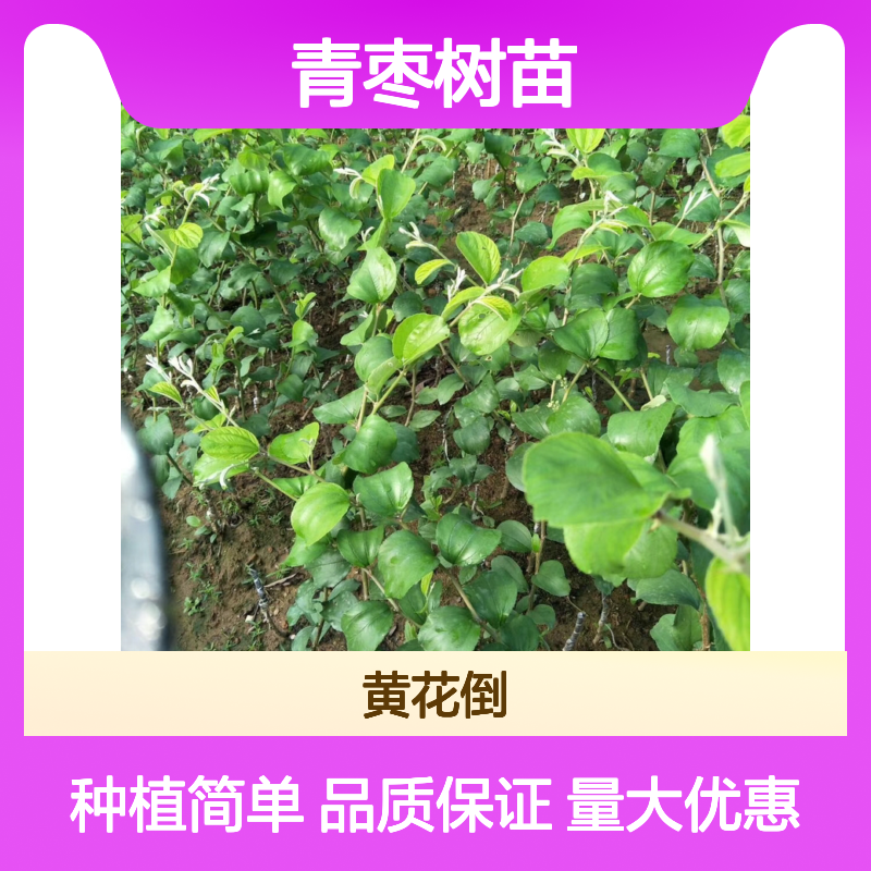 大青枣树苗 当年种植当年挂果 丰产稳产 易于管理