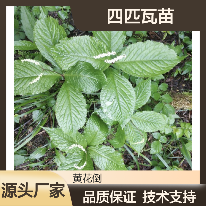四匹瓦苗 产地直供 多年生草本植物 报春珍稀 药食同源