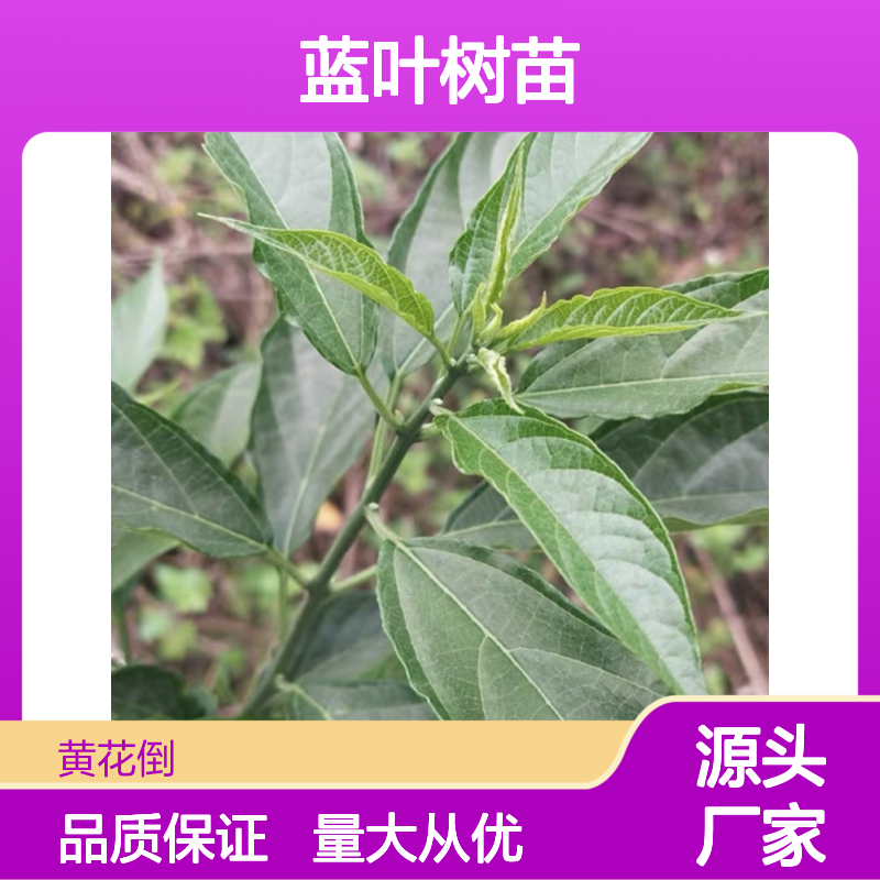 蓝叶百亩种植园 优质蓝叶树苗 基地直供 成活率高