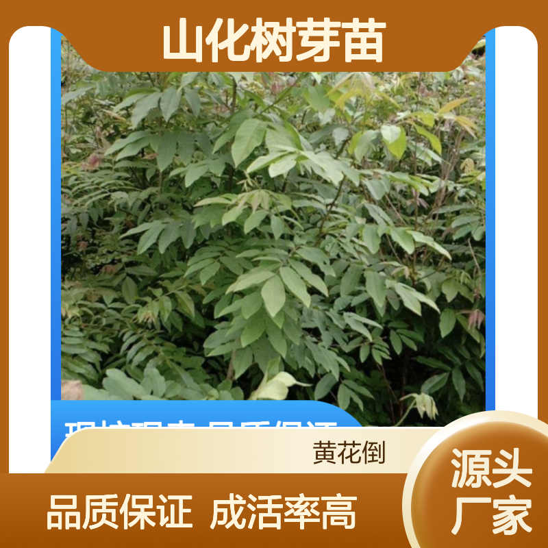 现挖现卖山化树芽苗 多年生根系发达成活高规格齐全