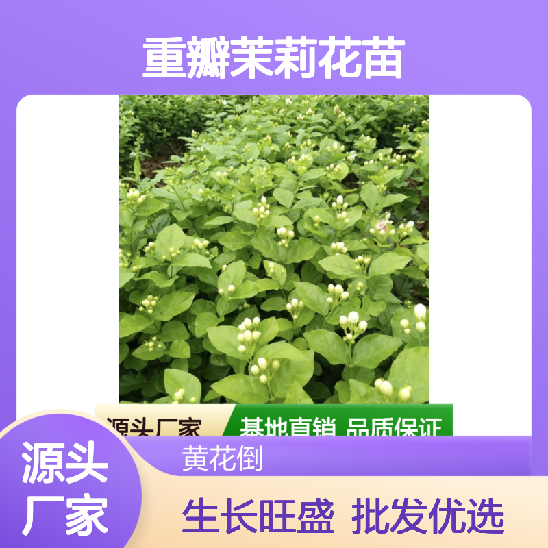 重瓣茉莉花苗 基地直供 批发优选 生长旺盛 层次分明