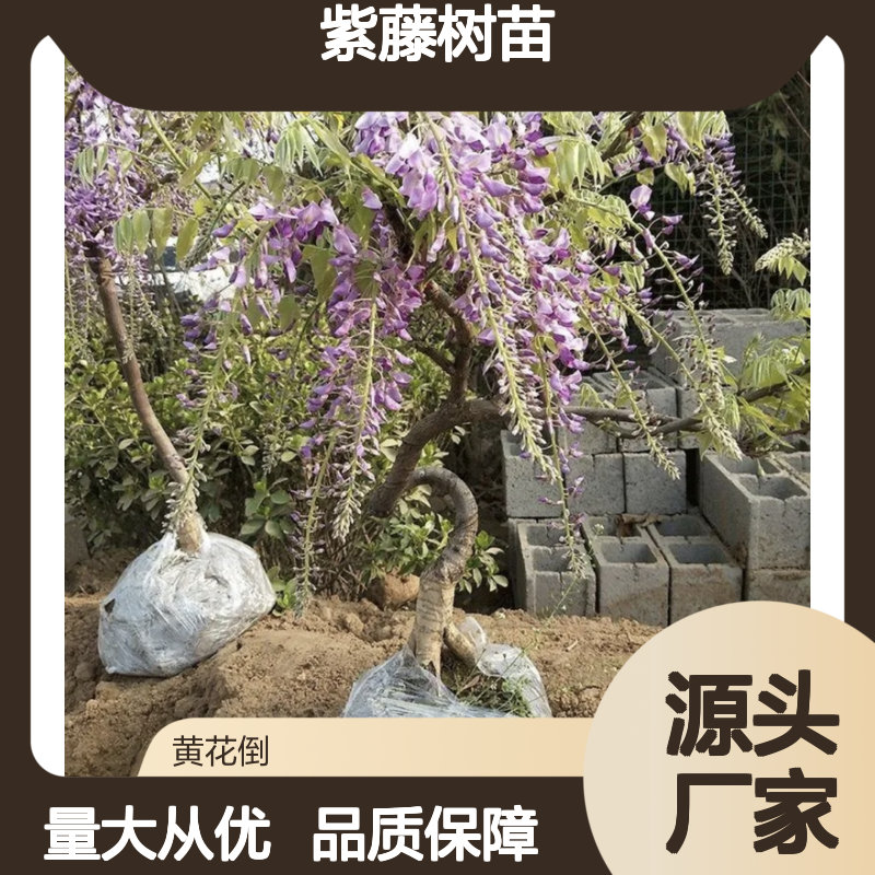 紫藤树苗批发 硬枝插条 绿化优选 成活率高 生长迅速