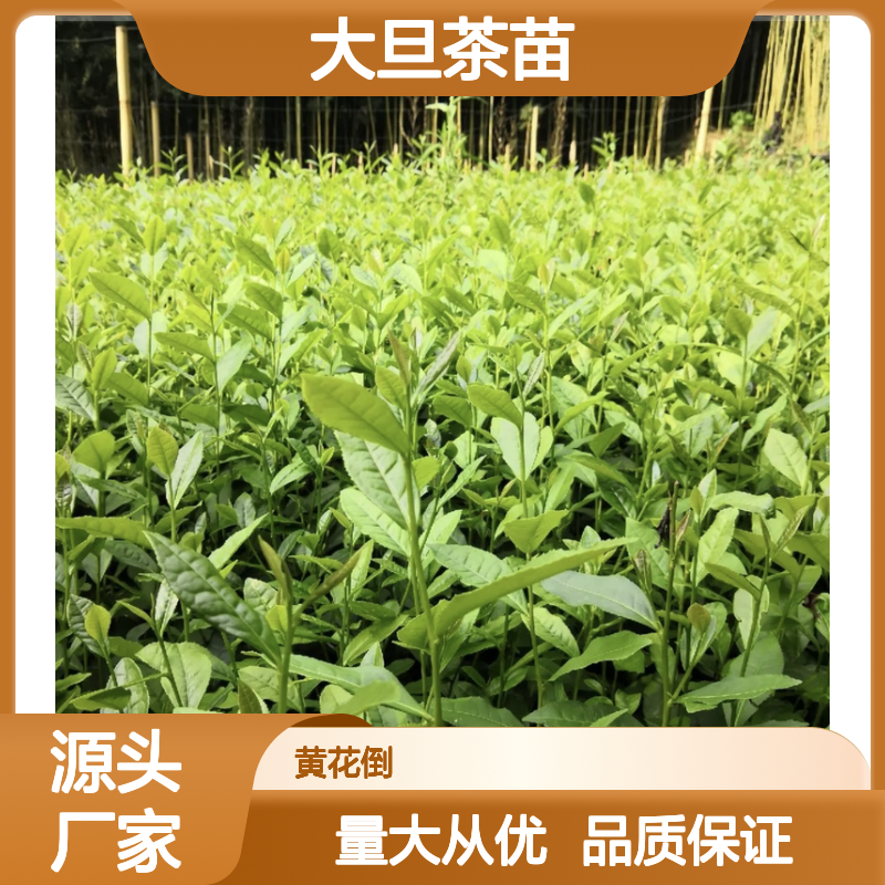 大旦茶苗 斯里兰卡传承 批发供应 品质优良 种植简单
