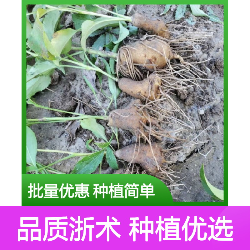 浙术种苗 百亩主产区直供 批量种植 品质优良 成活率高