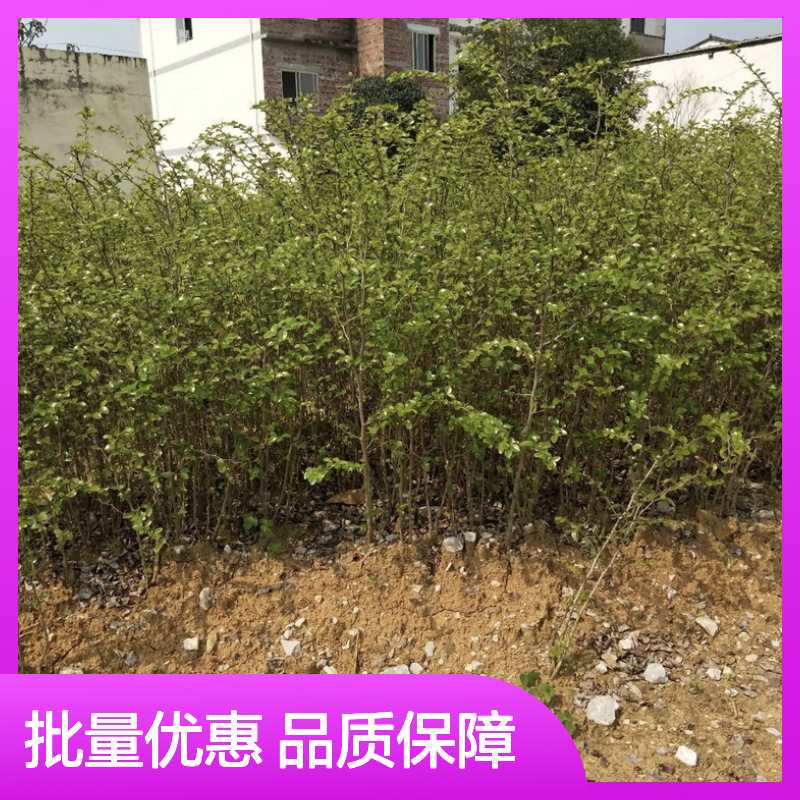 护栏刺小苗基地直供 批发零售灌木苗 生长迅速