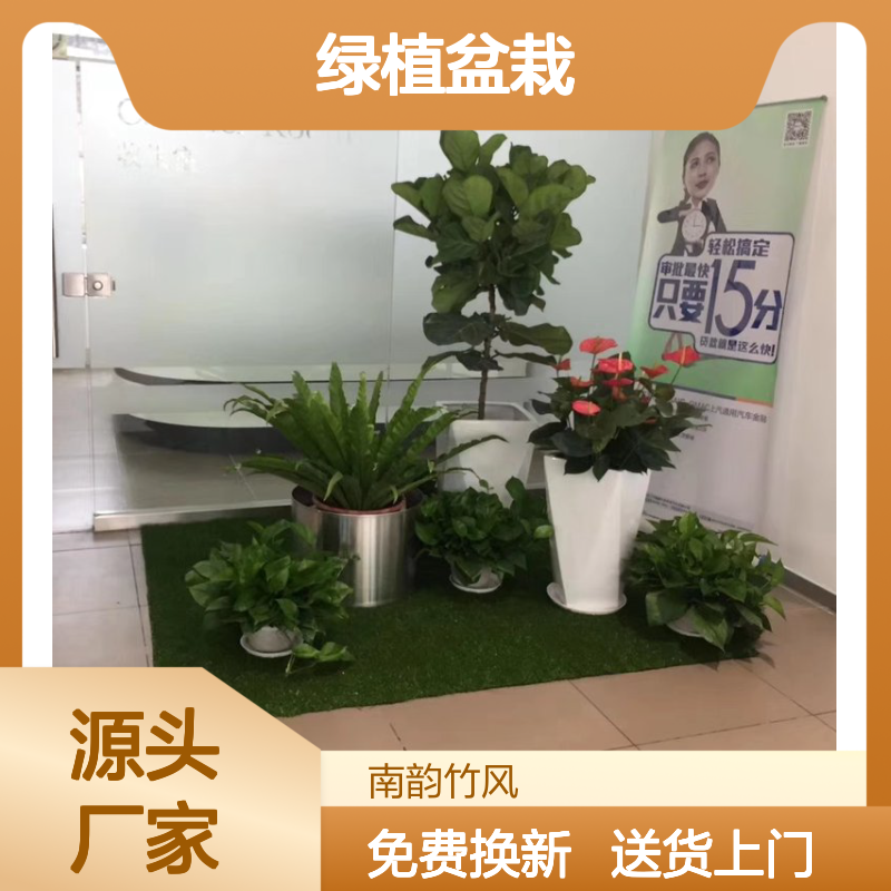 办公室花草租摆 租植物 绿植盆栽出租 花卉绿植租售盆栽养护