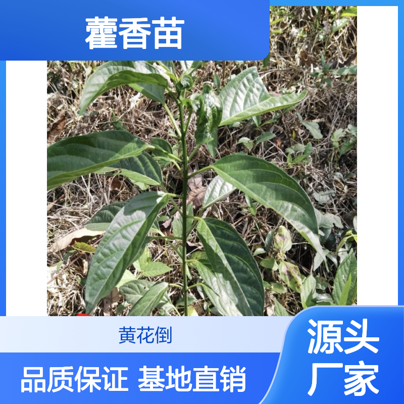 藿香苗基地批发 种植技术指导 品质优良 出货快速