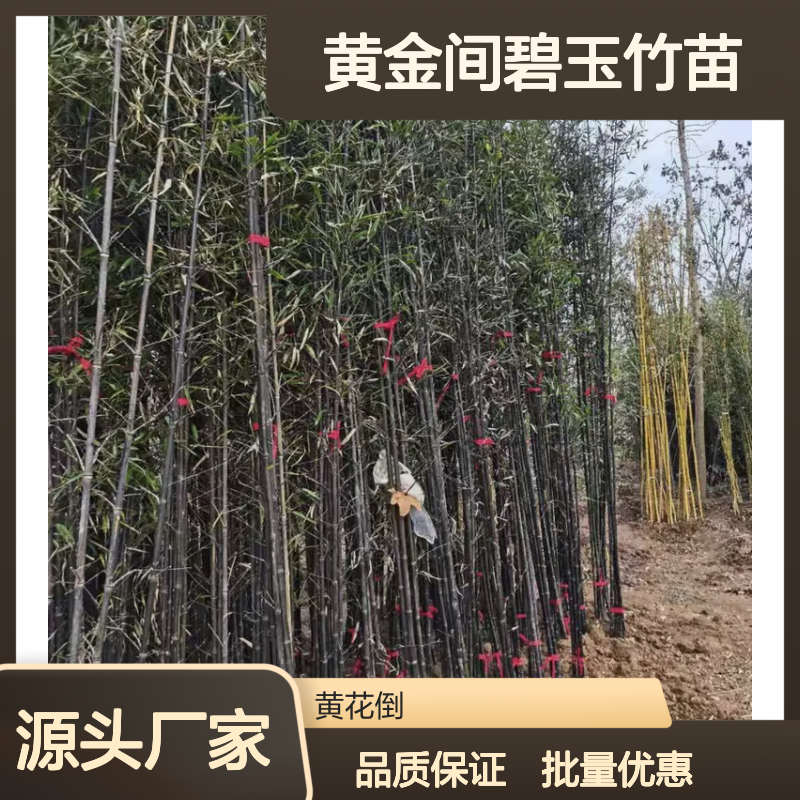 黄金间碧玉竹苗 批发种植园直供 生长迅速 坚韧耐用