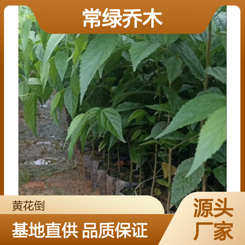 朴 基地直供 常绿乔木 耐寒耐阴 适应力强 易于管理