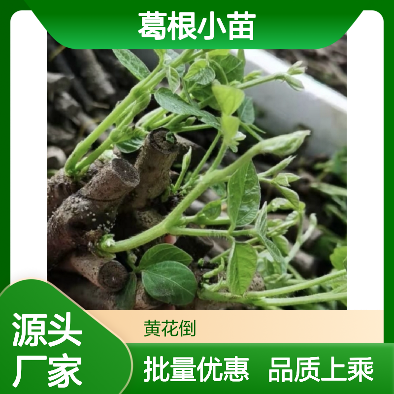 葛根小苗批发 基地直供粗壮藤本 全国种植 品质保证