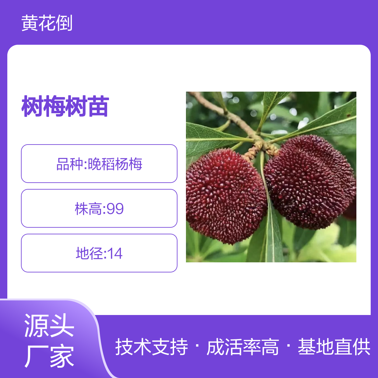 树梅树苗 坡向选择种植指导 品质优良 技术成熟