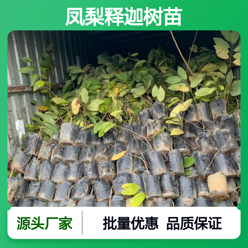 凤梨释迦树苗 批发基地直供 品质优良 适应性强