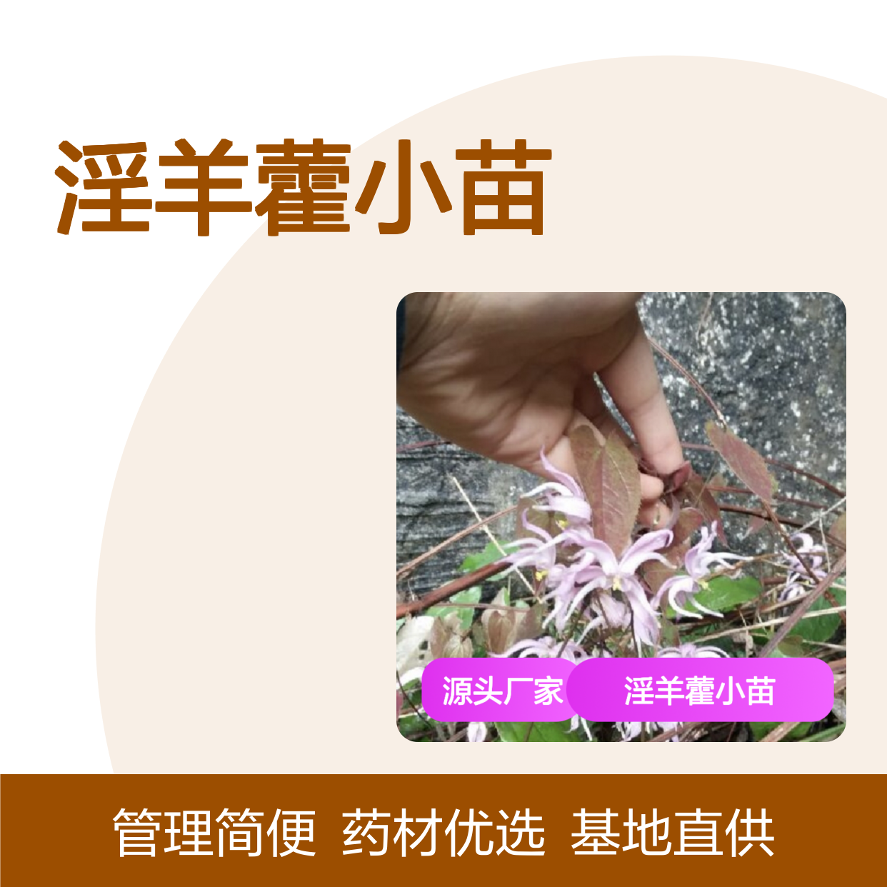 淫羊藿小苗 批发基地直供 多年生草本 品质优良