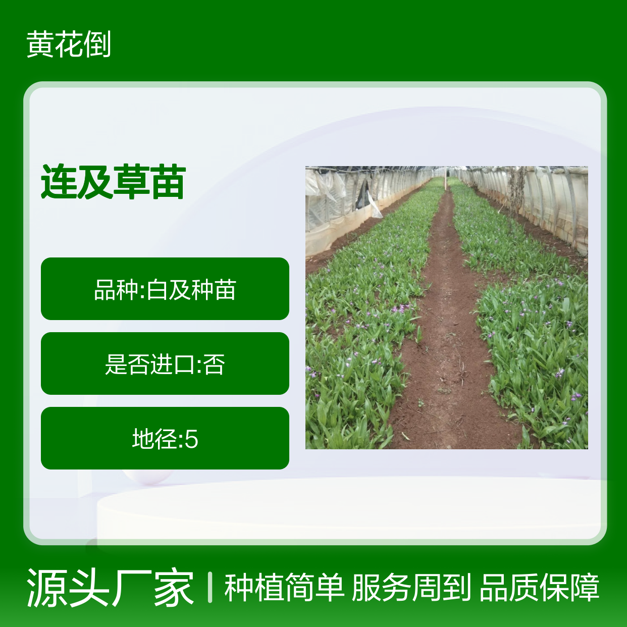连及草苗 兰科白及 属地生草本 适应性强 功效多样