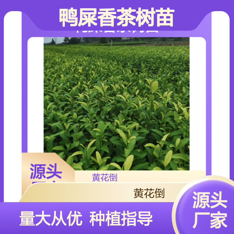 鸭屎香茶树苗 基地直供 品质保证 技术成熟 服务周到