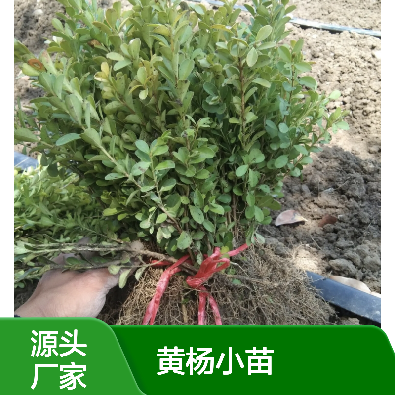 批发黄杨小苗 园林造景佳品 基地直供 常绿耐寒