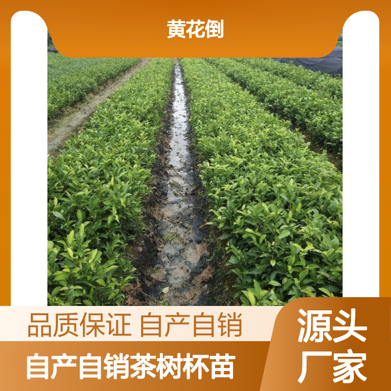 自产自销茶树杯苗 全程技术指导十几年苗木培育经验